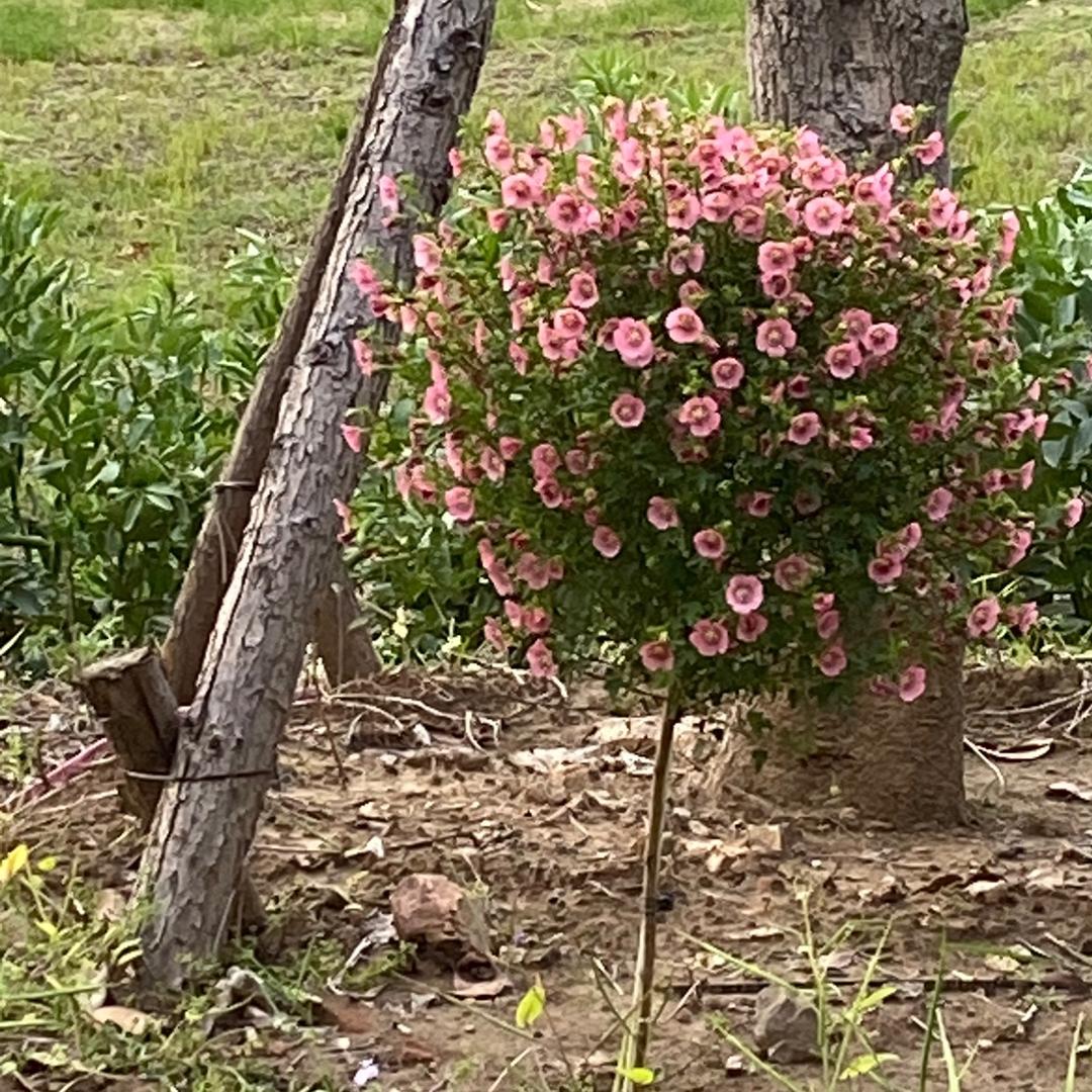 程程