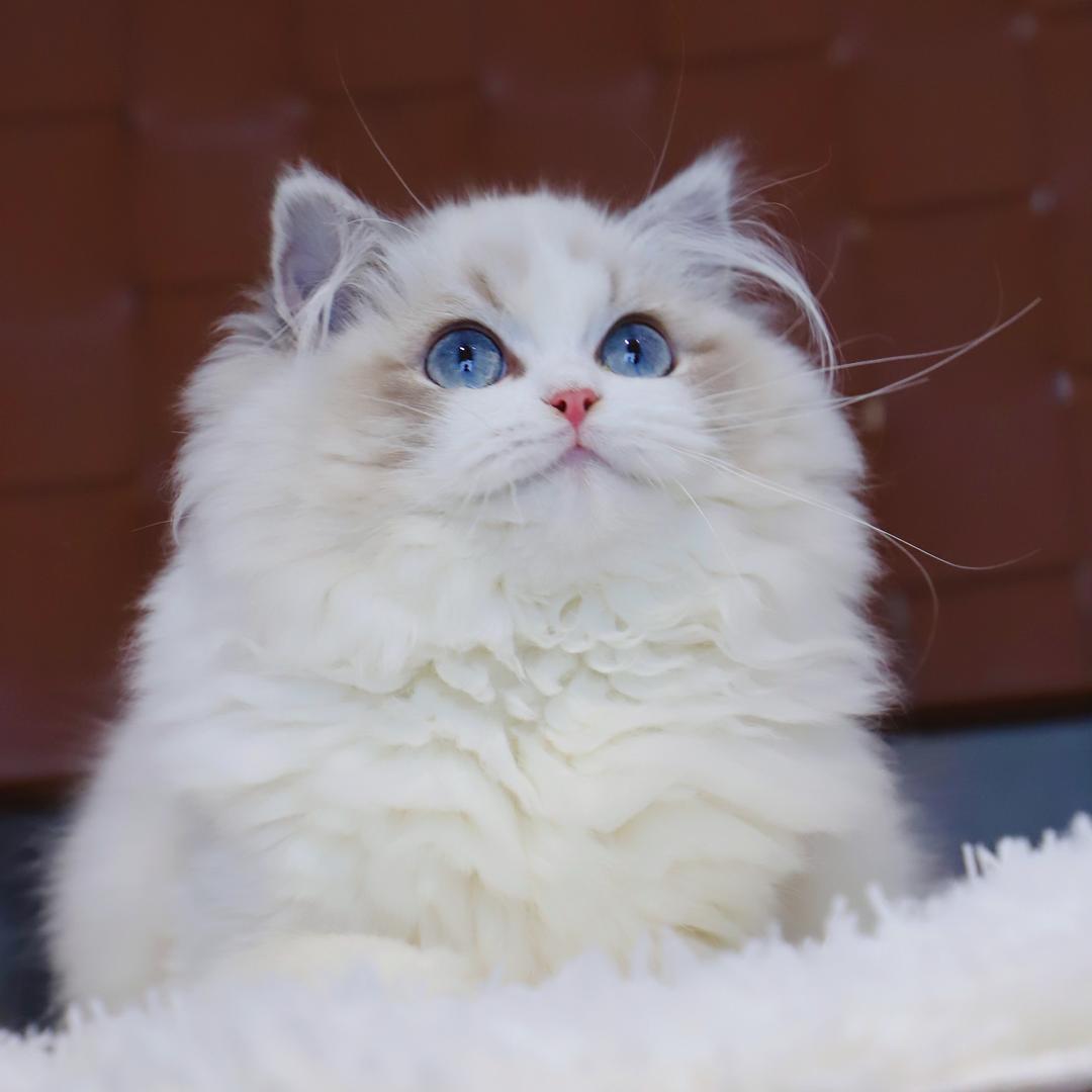 成都100只布偶猫