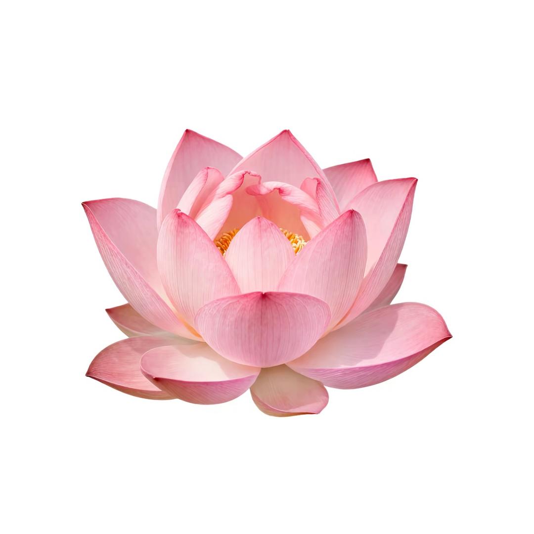 翻斗花园小美¿