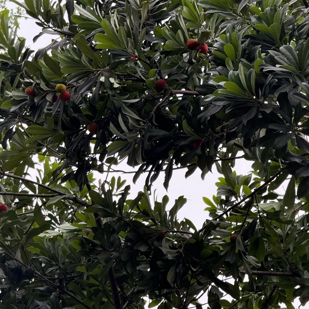 庆妹农副产品滋补养生专营店