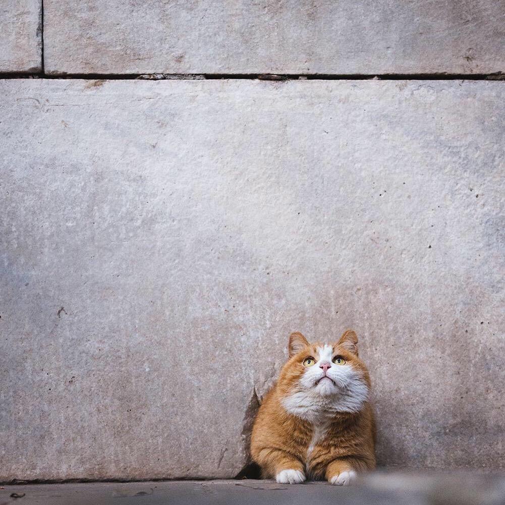 🐰兔兔🏖⚜️