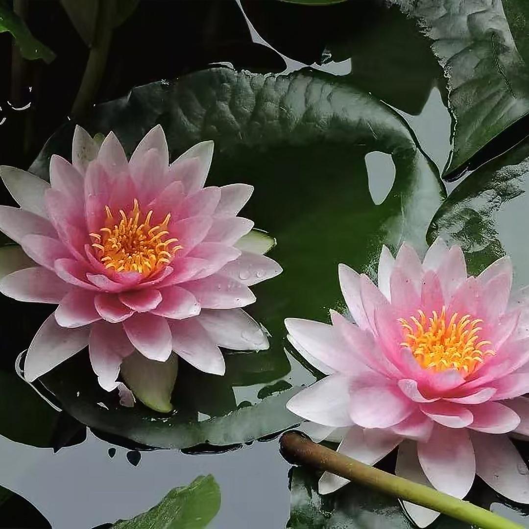 牧场