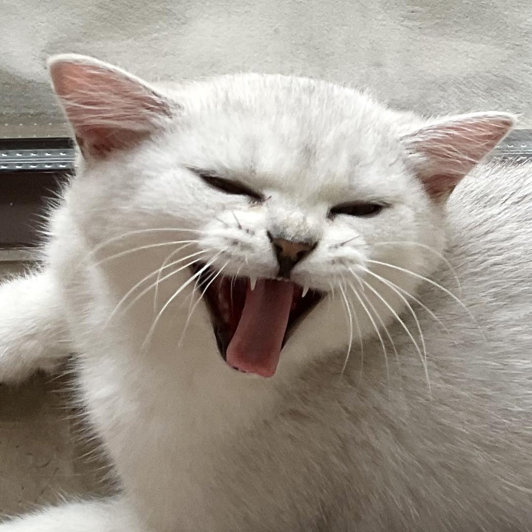 一大口咖喱🐱