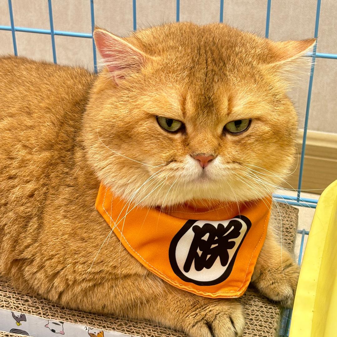 王子不掉毛（9️⃣只猫版