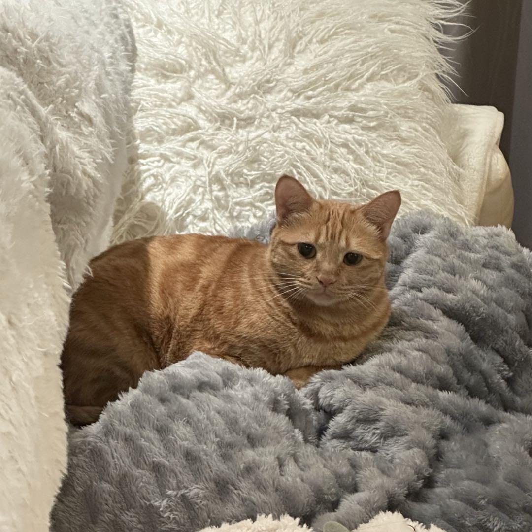 薯老板的美味汉堡🍟