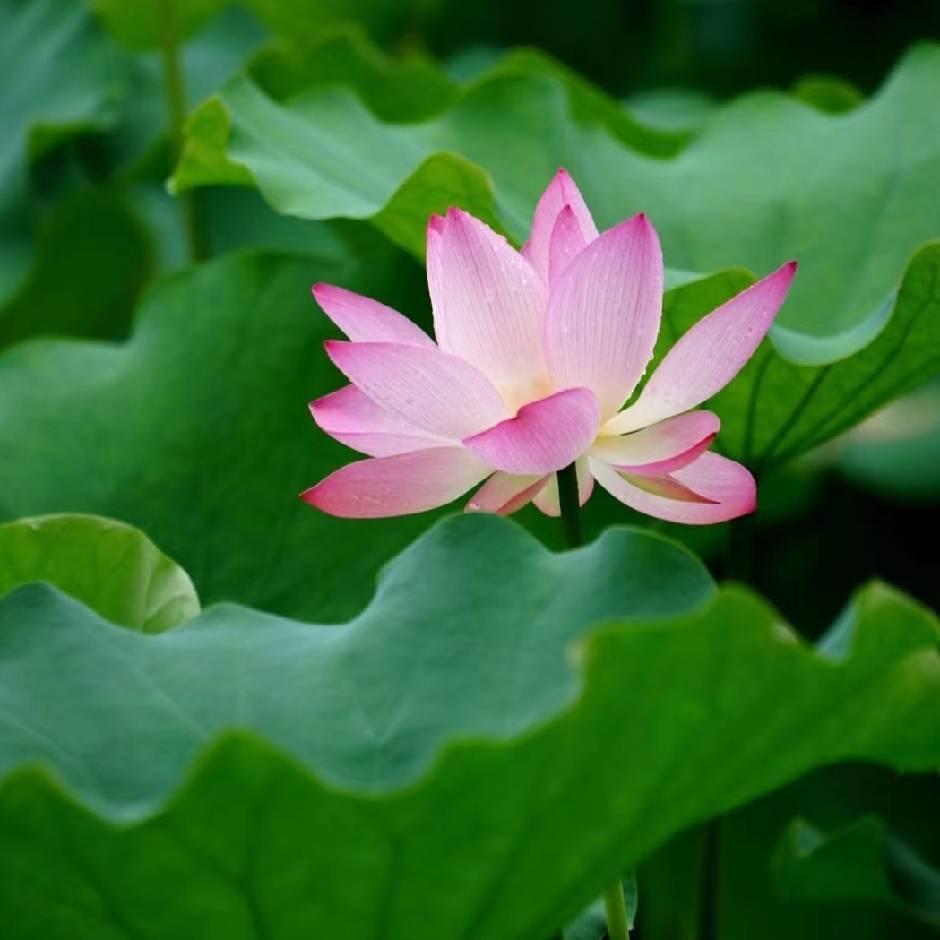 雨花石🌷