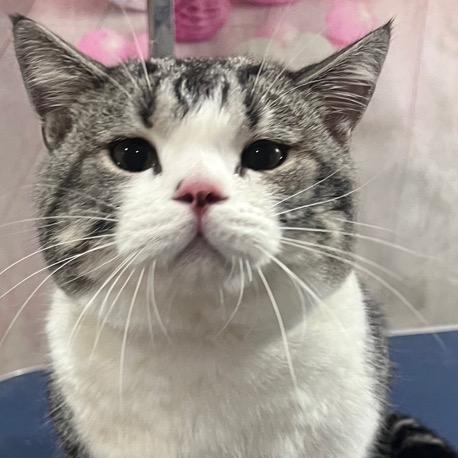 喵了个咪🐱