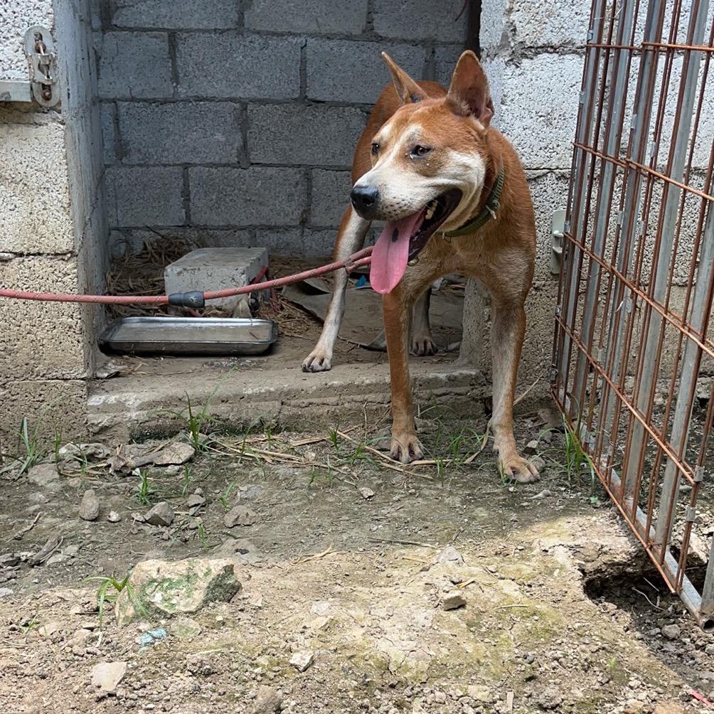 田园犬爱好者