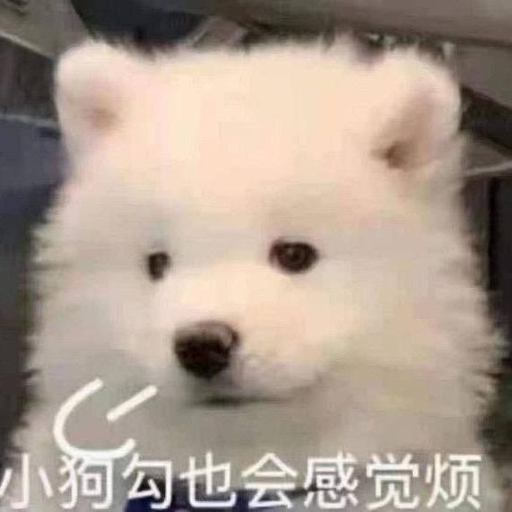 不吃狗粮