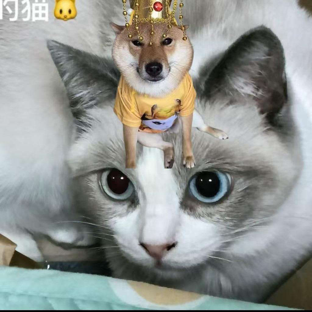 猫猫爱玩游戏(晚上8点直播)