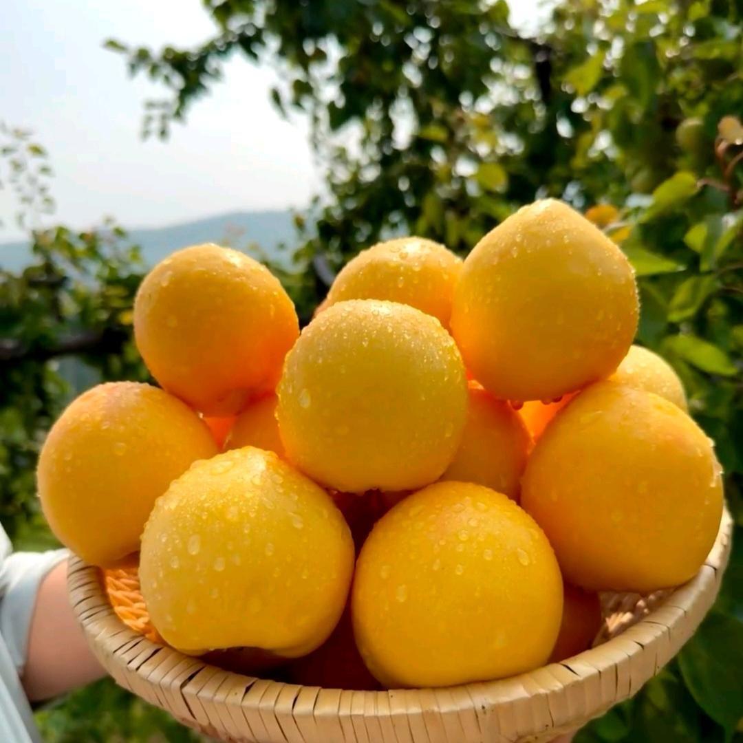 蒙山人家鲜果园