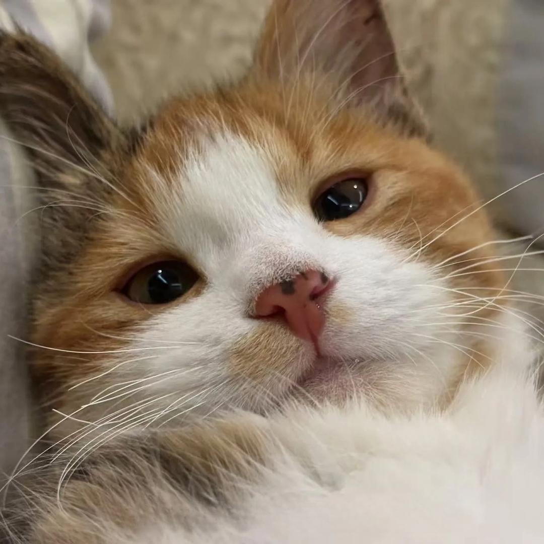 猫猫～