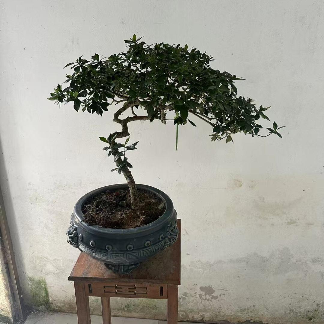 植引海岛园艺