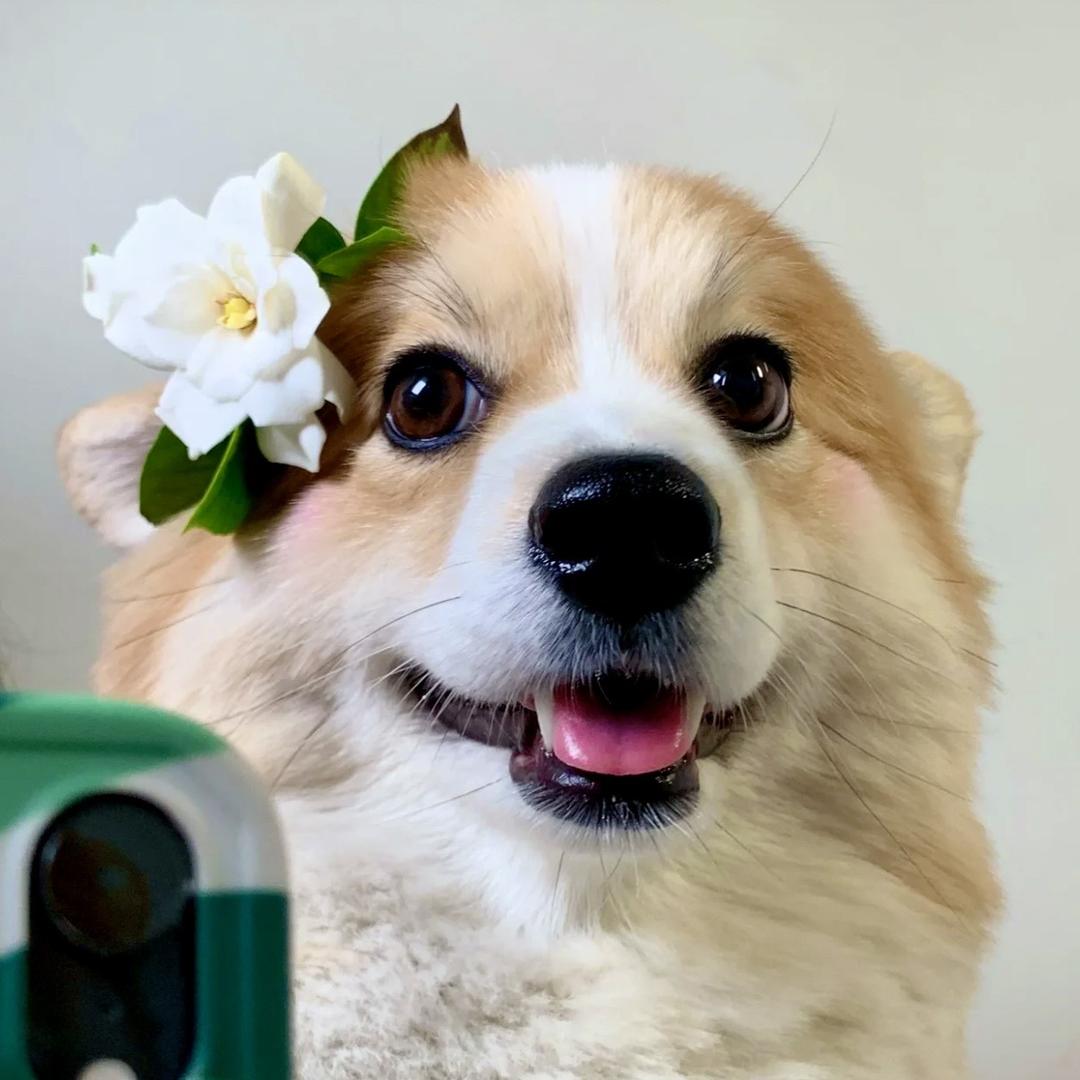 唐葫芦.