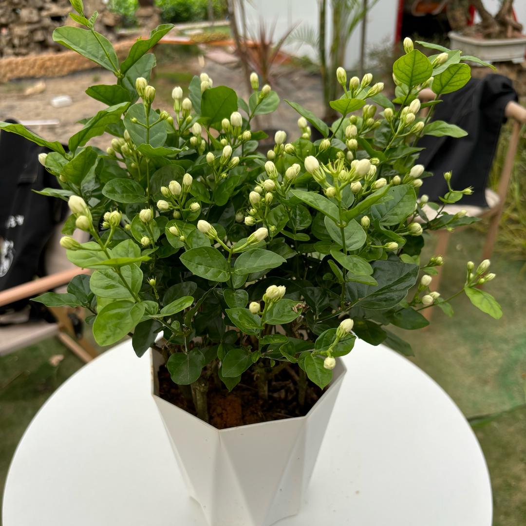 麻掌柜茉莉电商供应链