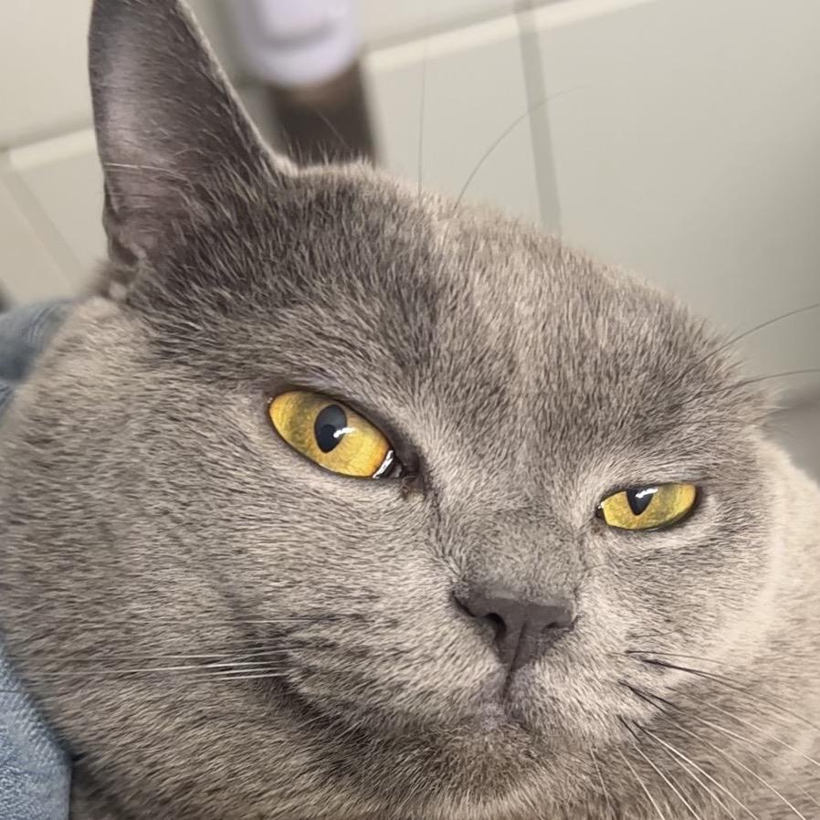 是荷兰猪啊（恩师羊羊）