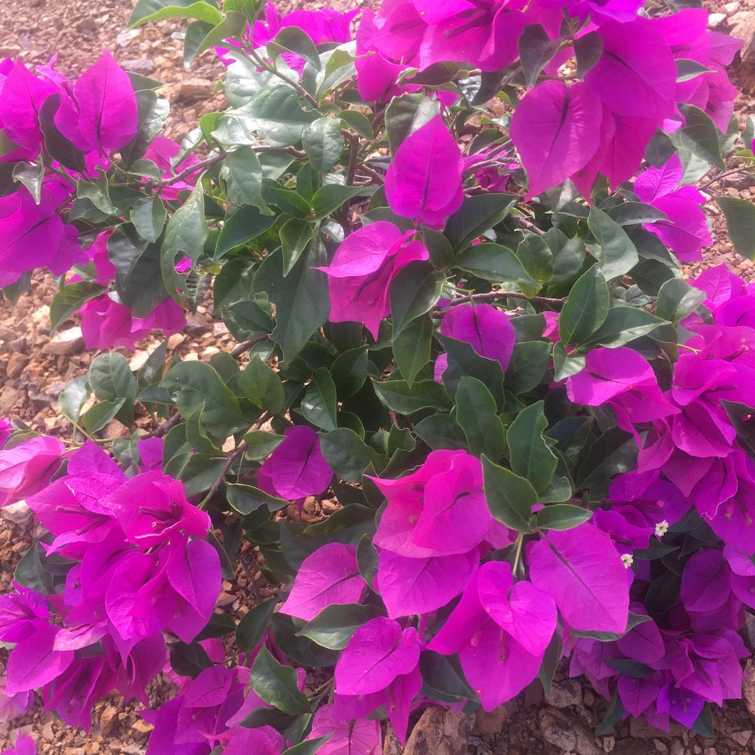 🌹🌹🌹广西桂林全州
