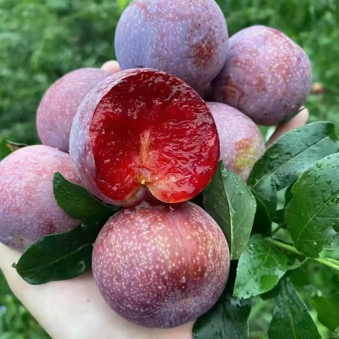 三华李子鲜果园