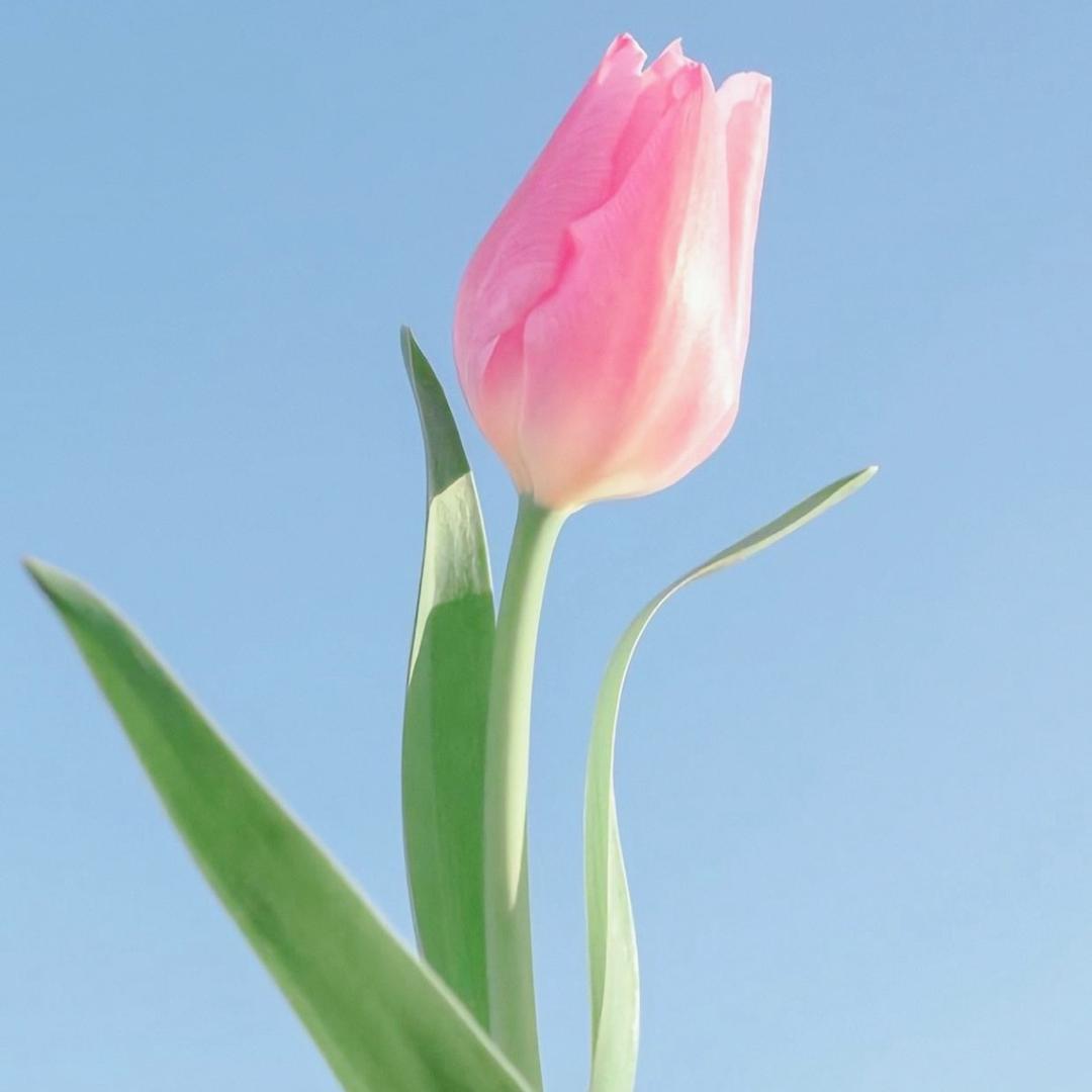 元笺静韵