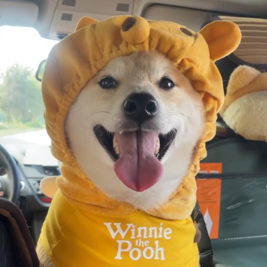 柴犬托尼的朋友圈