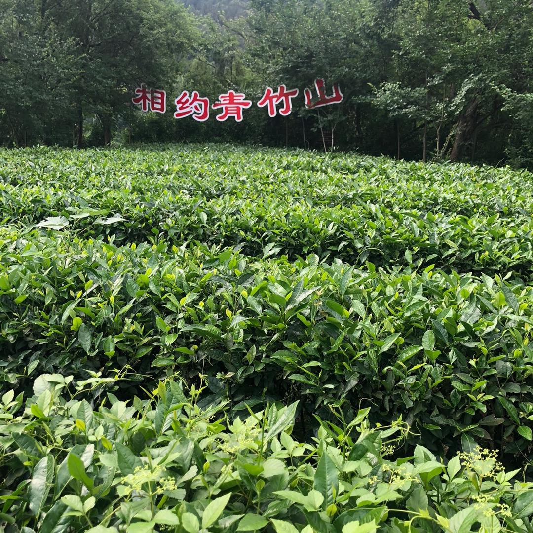 青竹山庄瞿二哥