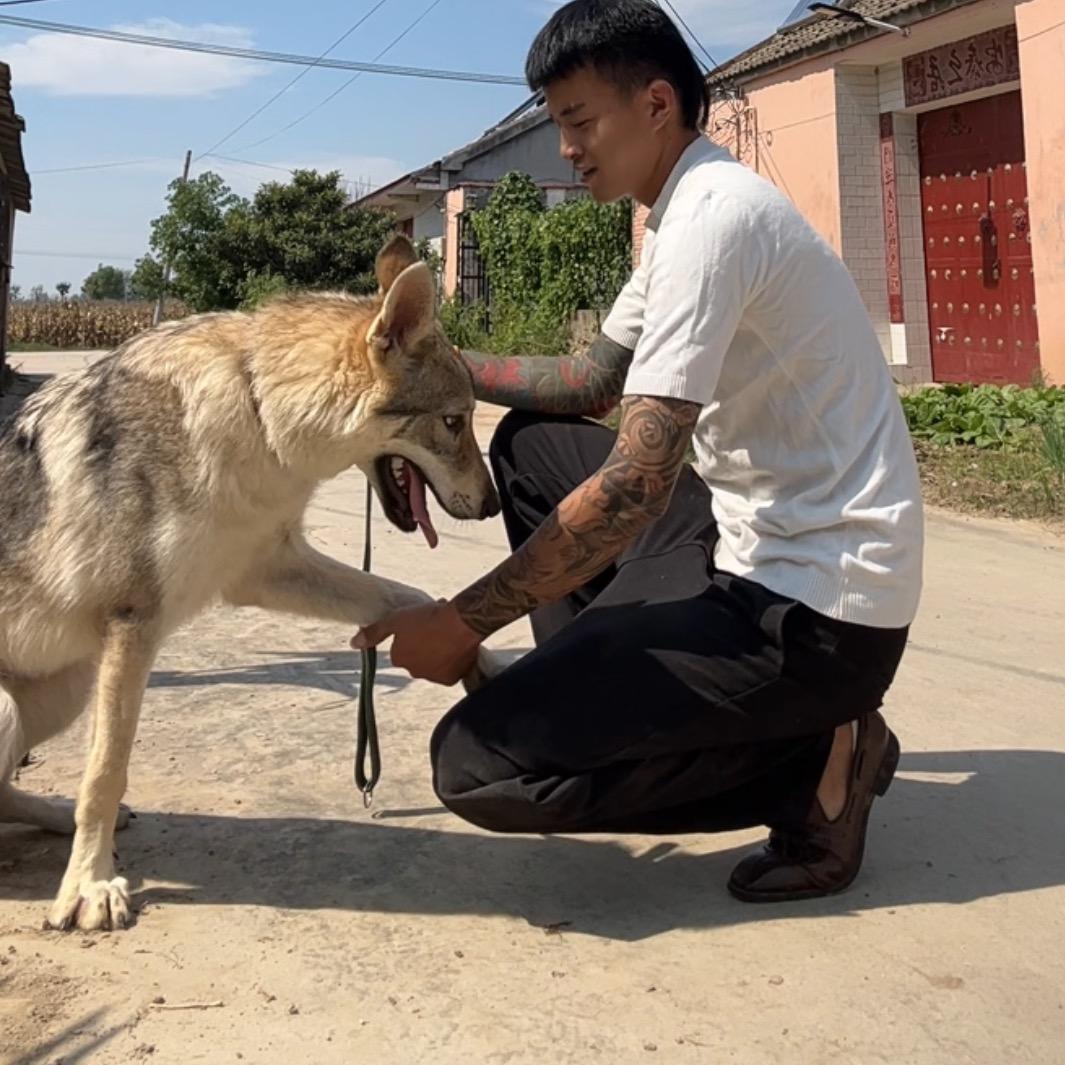 捷克狼犬～花溪谷东道主