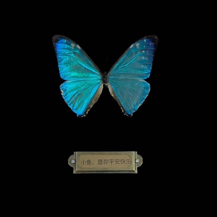 森冉🦋