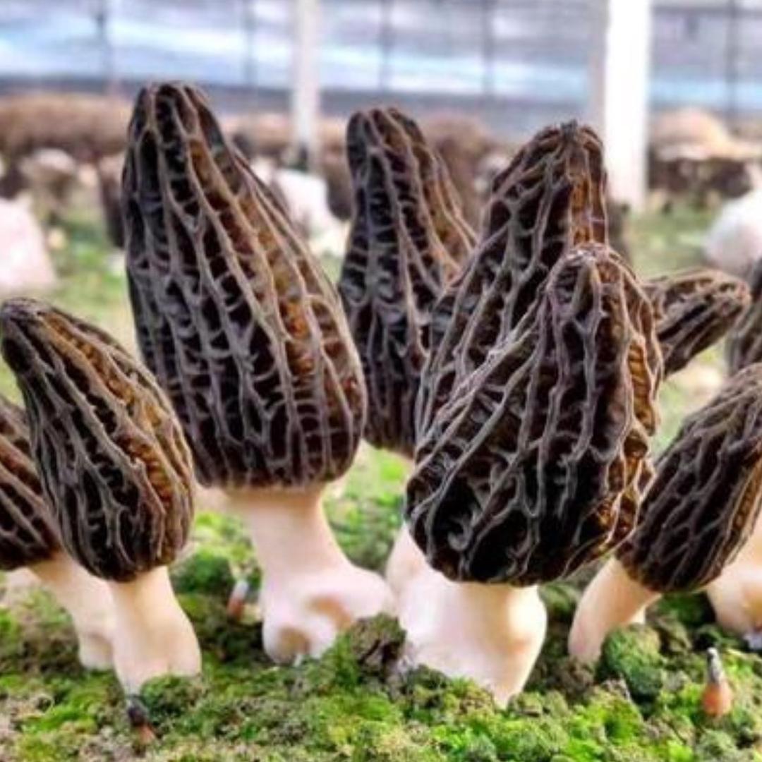 羊肚菌大师兄@李老师