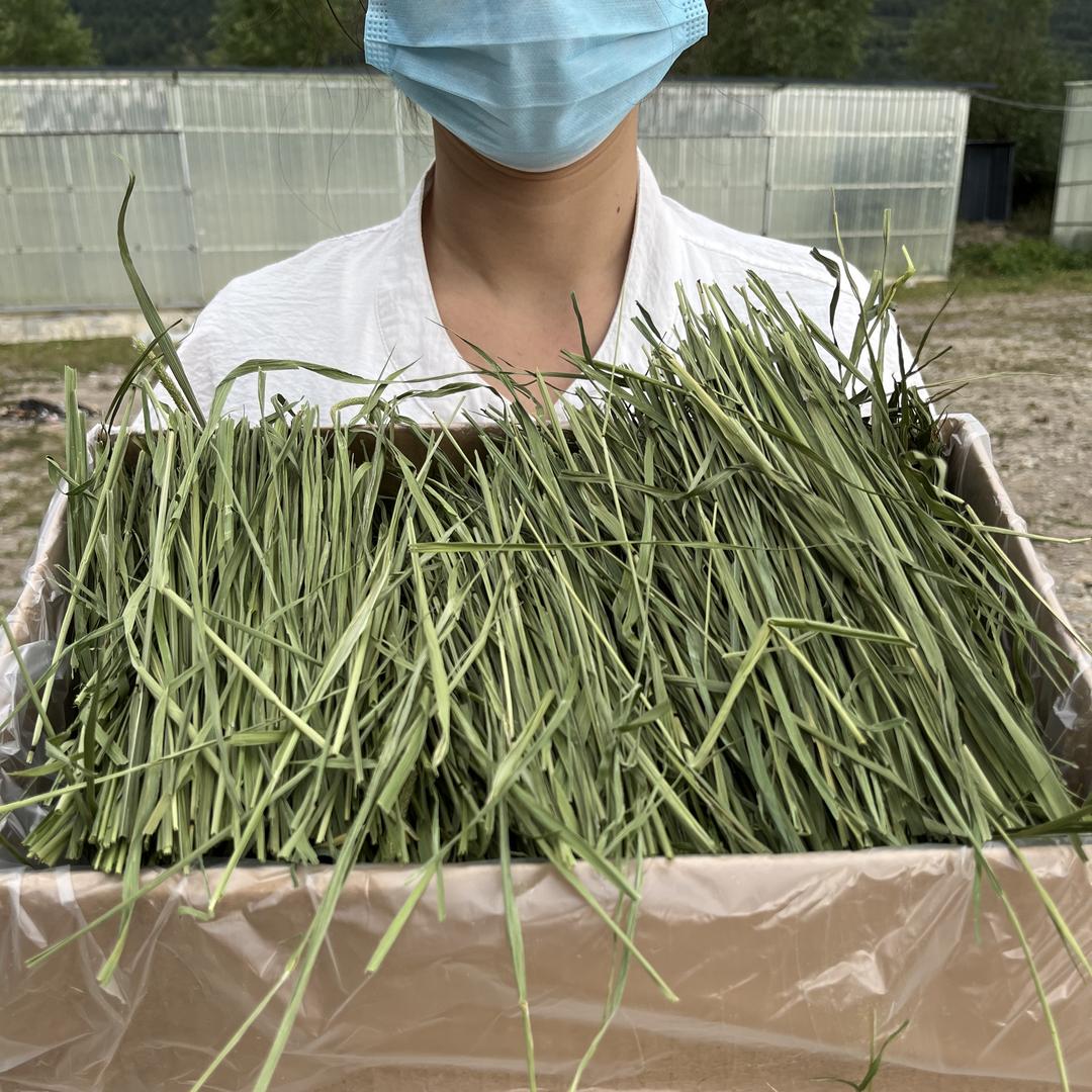 甘肃岷县草优提草场