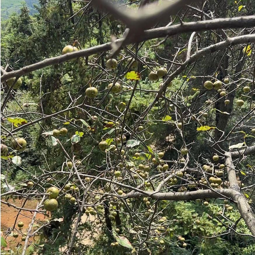 大旱岭山楂干批发