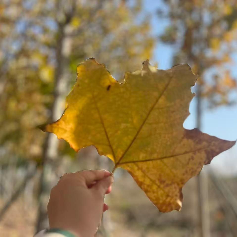 枫叶🍁