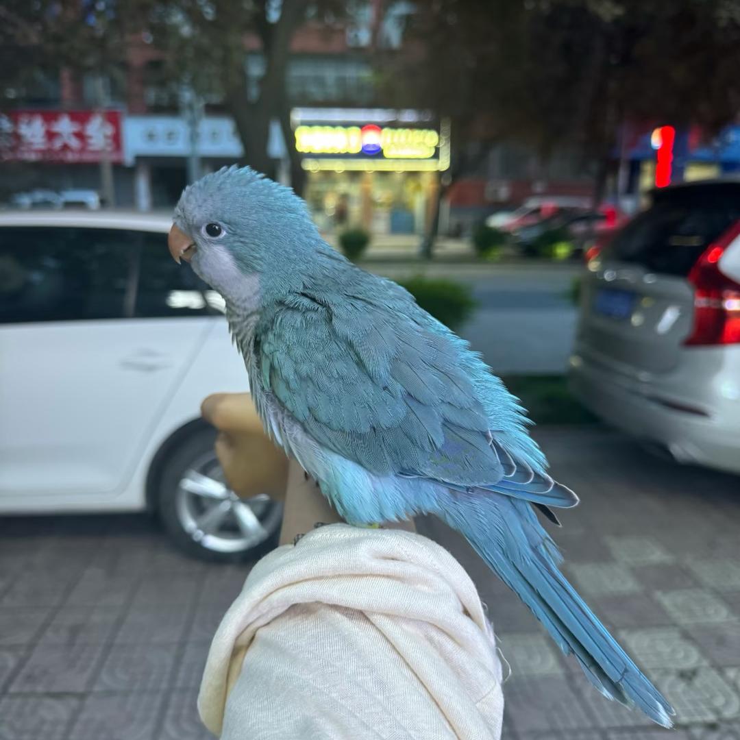 鹦宠挑选