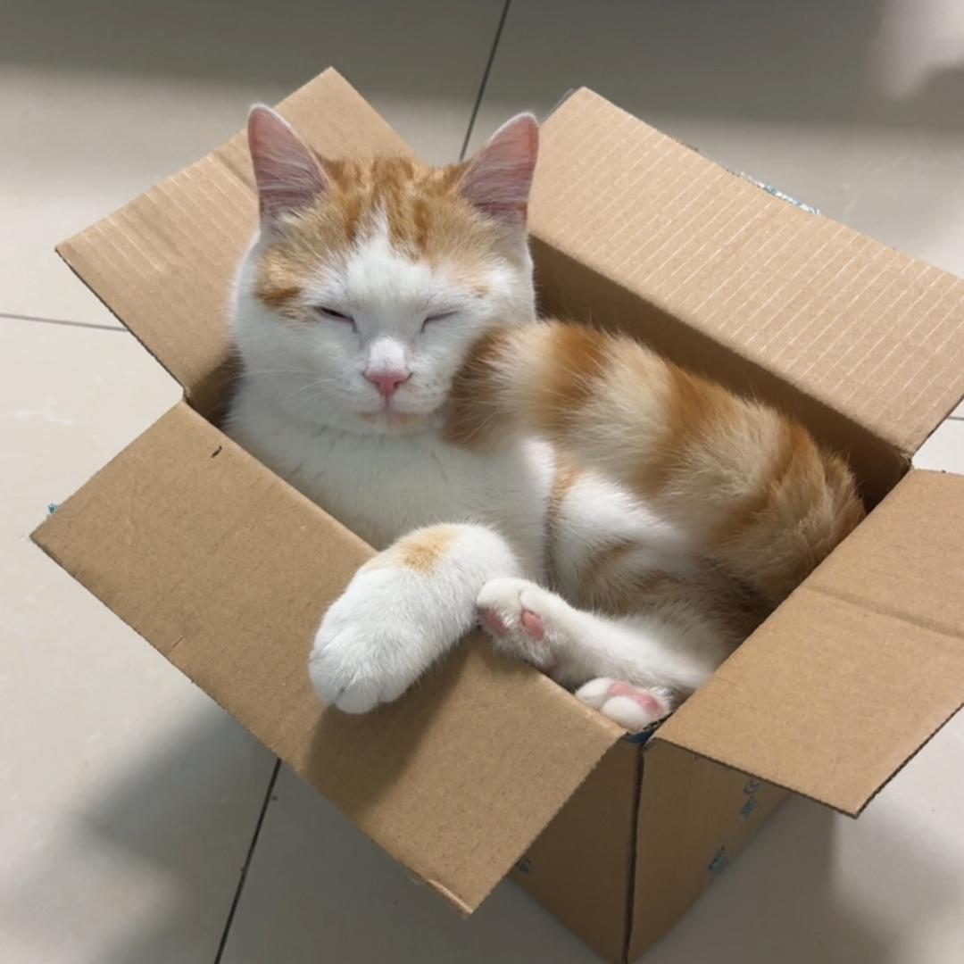 橘咪叫元宝