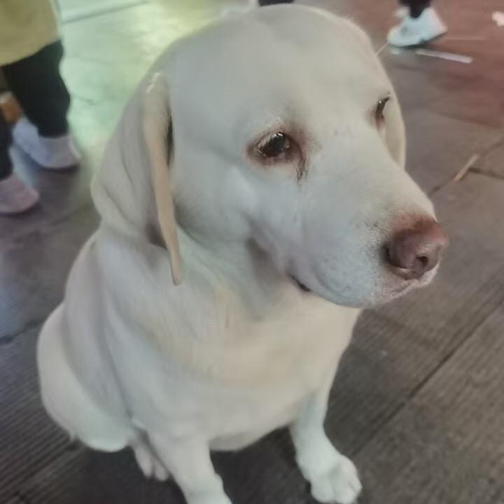 迪士尼在逃拉不拉猪