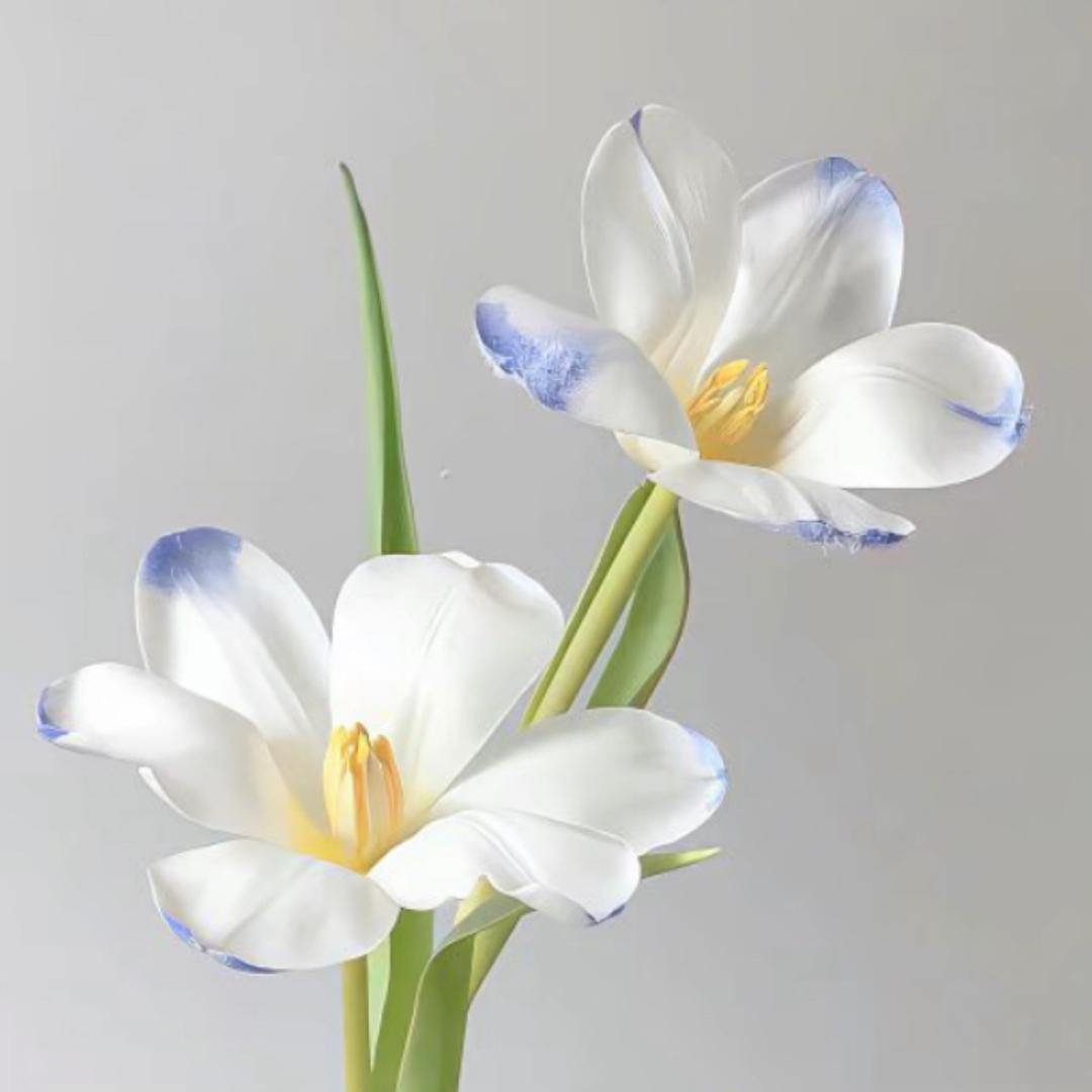 泽羡吉