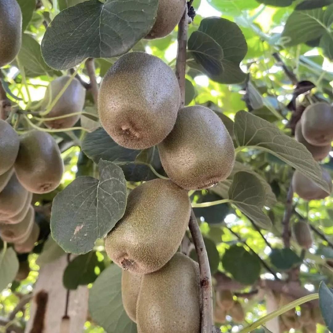 不是村干部