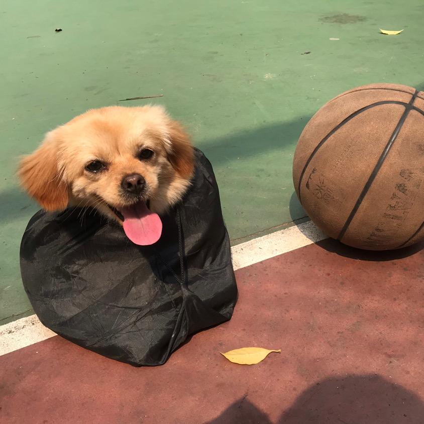 🌈🌈花开富贵仔