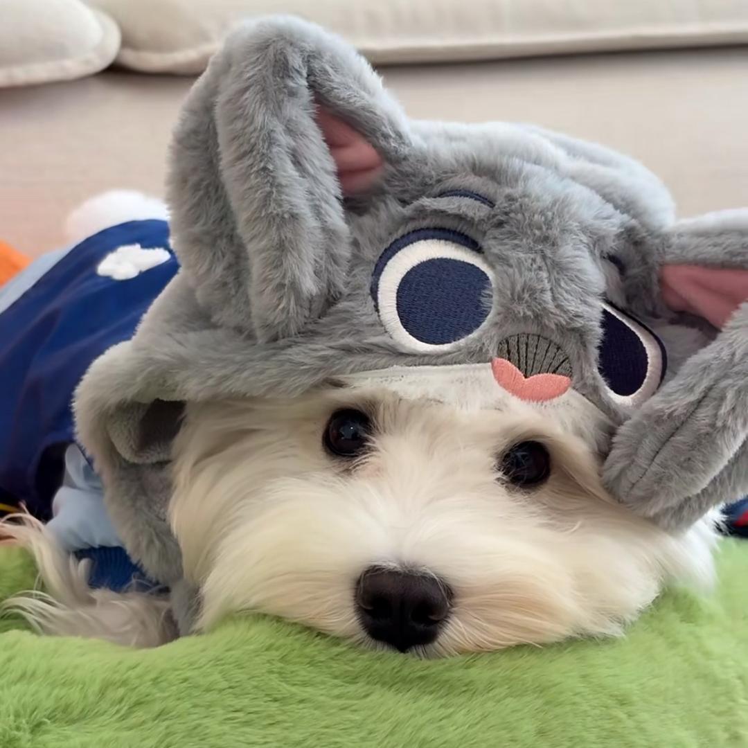 养乐多💫