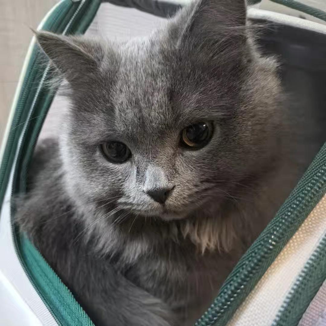 蓝鲸游泳培训海洋海洋