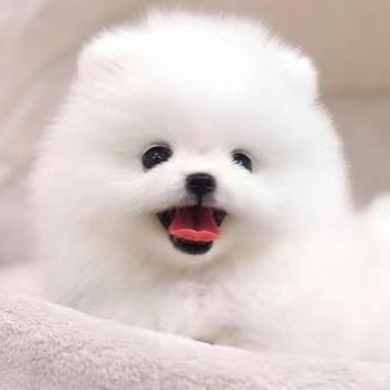 宠物之家