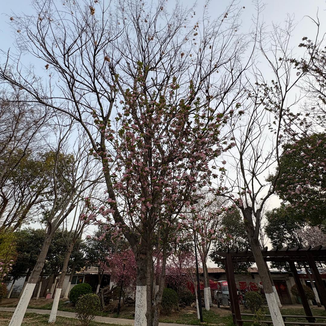 小张丫