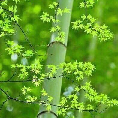 夏竹