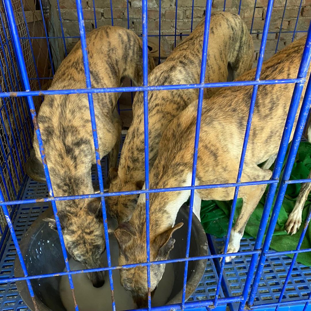 小靳犬舍唯一账号