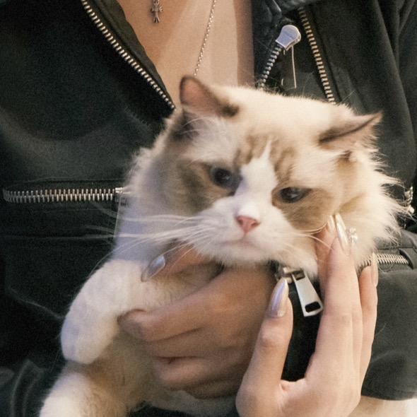 鱼小姐的猫