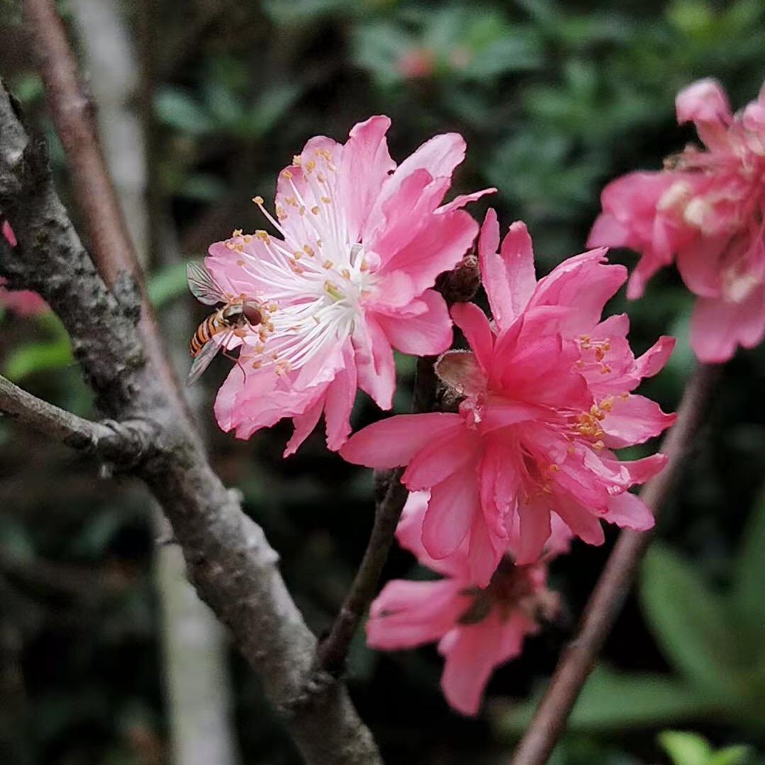 小姐姐（路过的点点关注呗）
