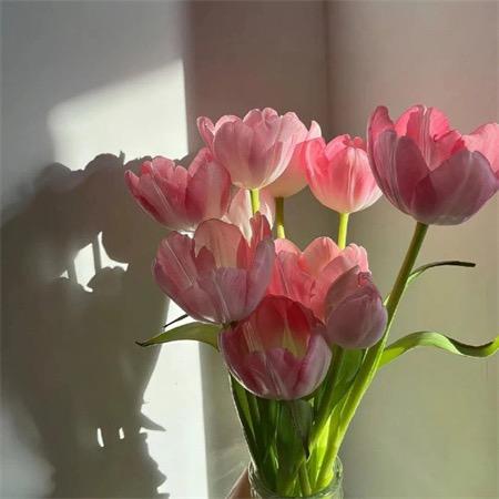 菟丝子