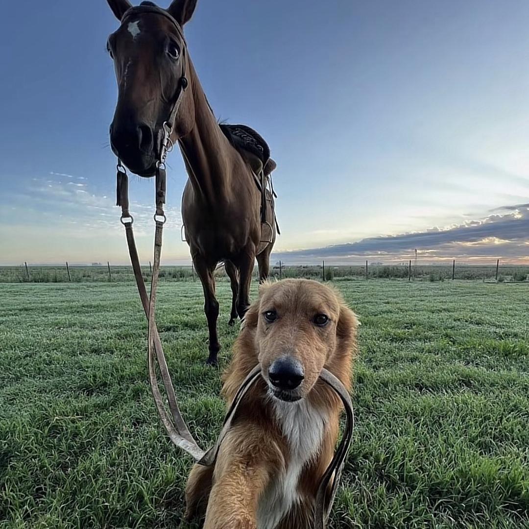 灰金锅巴爱喝酒