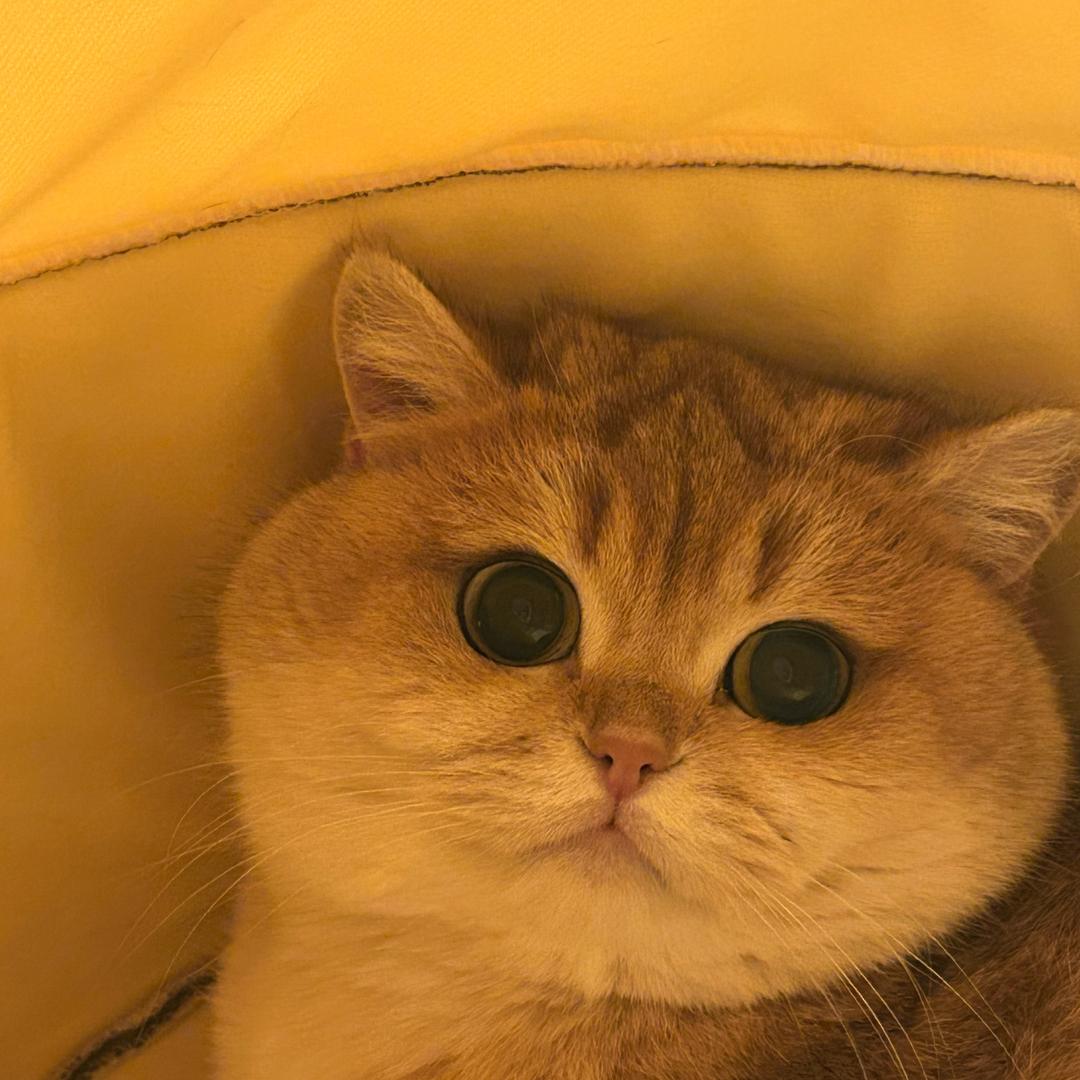 贵阳天佑动物医院院猫一酒酒