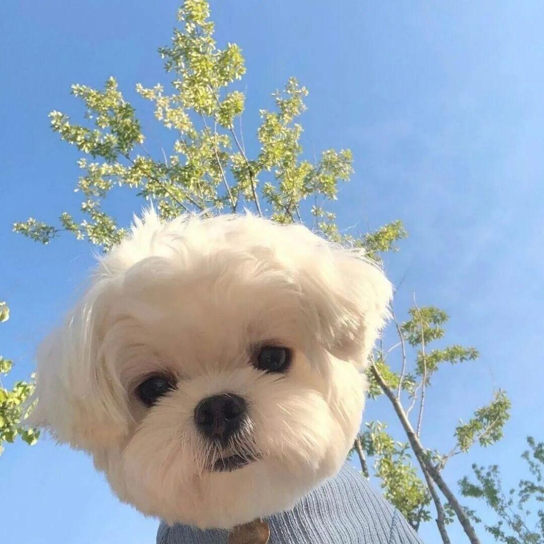 福星高照何大福🥘（快乐小🐶版）