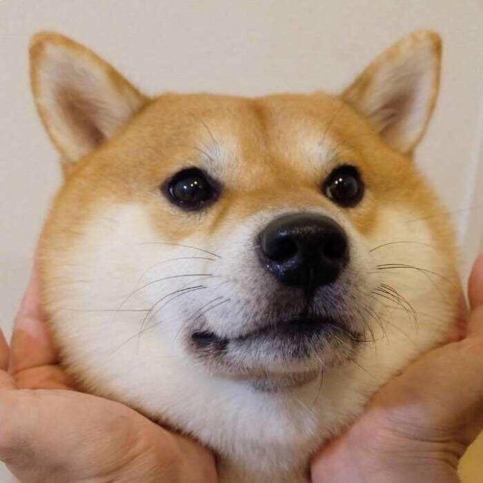 十六❄️